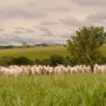 Sustainability in livestock farming