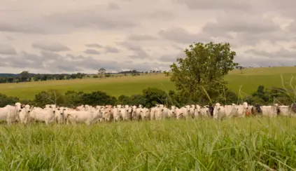 Sustainability in livestock farming