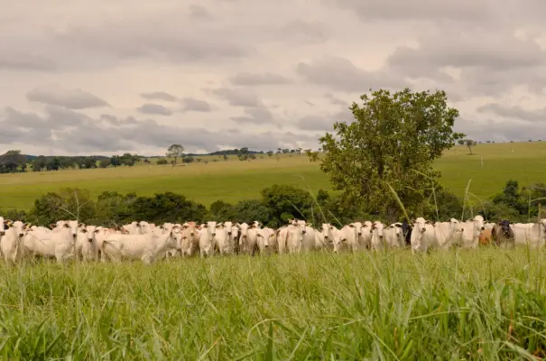 Sustainability in livestock farming