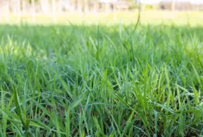 Forage budgeting ensures a balance between pasture supply and herd demand.