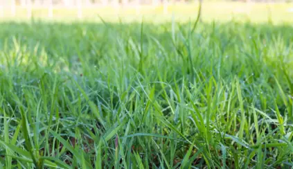 Forage budgeting ensures a balance between pasture supply and herd demand.