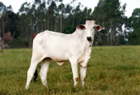 Nelore cattle grazing in a green field, symbolizing the importance of beef cattle farming in ensuring income and food security in Zimbabwe.