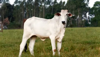 Nelore cattle grazing in a green field, symbolizing the importance of beef cattle farming in ensuring income and food security in Zimbabwe.