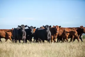 Beef cattle from the pampas with high-quality meat and characteristic flavor in the vastness of the pampa.