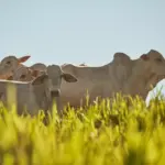 Herd of Nelore cattle in a green pasture under a clear sky, exemplifying the importance of genetic selection in cattle farming to improve herd quality.
