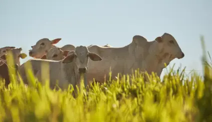 Herd of Nelore cattle in a green pasture under a clear sky, exemplifying the importance of genetic selection in cattle farming to improve herd quality.