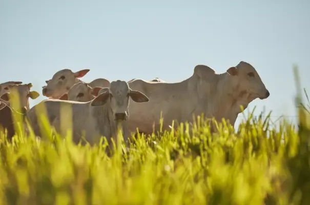 Herd of Nelore cattle in a green pasture under a clear sky, exemplifying the importance of genetic selection in cattle farming to improve herd quality.