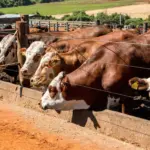 Cattle in a feedlot, related to biological upcycling practices in livestock farming for sustainability and efficient environmental management.