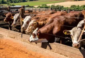 Cattle in a feedlot, related to biological upcycling practices in livestock farming for sustainability and efficient environmental management.