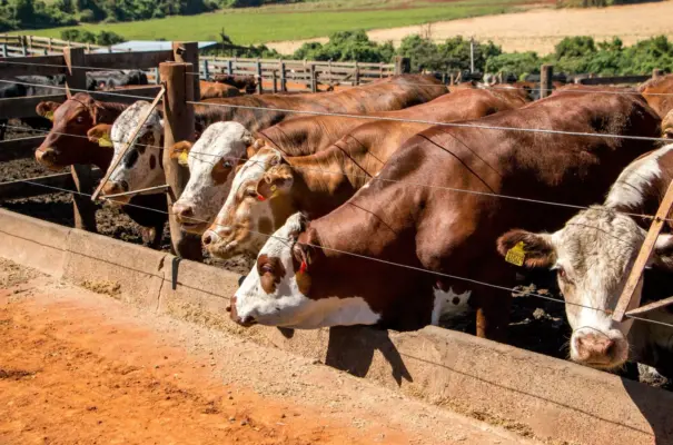Cattle in a feedlot, related to biological upcycling practices in livestock farming for sustainability and efficient environmental management.