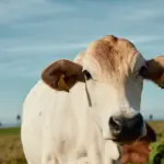 Nelore cattle with a chip in the left ear, a technology that promotes traceability and sustainability, illustrating an article on Brazil’s role in global food security.