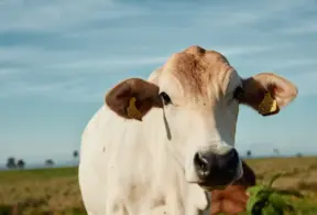 Nelore cattle with a chip in the left ear, a technology that promotes traceability and sustainability, illustrating an article on Brazil’s role in global food security.