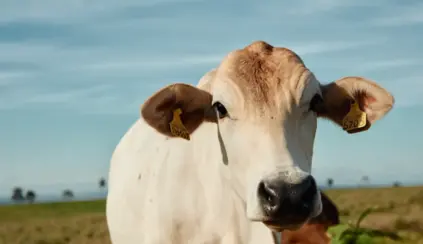 Nelore cattle with a chip in the left ear, a technology that promotes traceability and sustainability, illustrating an article on Brazil’s role in global food security.