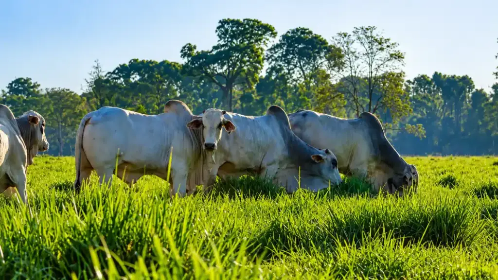 Cattle graze in a lush green field, with tall trees and a clear blue sky in the background, reflecting the quality and care present throughout the entire meat supply chain