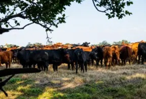 Herd of cattle grazing in a field