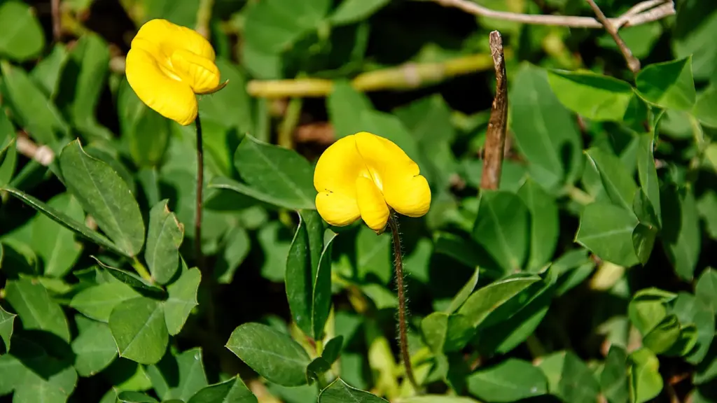 Close-up of yellow flowers and green leaves amidst dense vegetation, representing regenerative livestock farming practices and their relationship to soil recovery and biodiversity