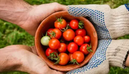 Food safety: hands wearing protective gloves harvesting fresh tomatoes into a clay container outdoors, with vegetables and greenery in the background.