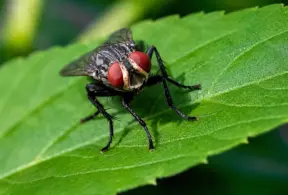 A fly perched on a green leaf, with visible wings and eyes, in a close-up shot against a blurred background. The image highlights details of the insect and the leaf texture in a natural setting. beef exports