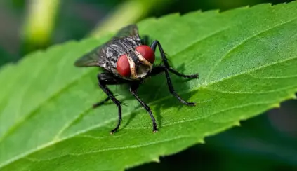A fly perched on a green leaf, with visible wings and eyes, in a close-up shot against a blurred background. The image highlights details of the insect and the leaf texture in a natural setting. beef exports