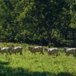**La ganadería bovina brasileña crece de forma sostenible con efecto Ahorra-Tierra, sin presionar los bosques y promoviendo la preservación ambiental.**