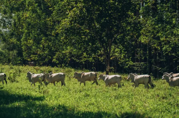 **La ganadería bovina brasileña crece de forma sostenible con efecto Ahorra-Tierra, sin presionar los bosques y promoviendo la preservación ambiental.**
