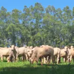 Integración de la agropecuaria con hacienda de ganado nelore, destacando el uso del sistema ILPF - Integración-Agricultura-Ganadería-Bosque para reducir emisiones de carbono