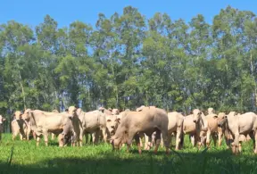 Integración de la agropecuaria con hacienda de ganado nelore, destacando el uso del sistema ILPF - Integración-Agricultura-Ganadería-Bosque para reducir emisiones de carbono