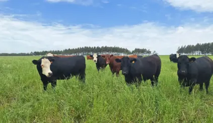 Bienestar animal