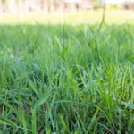El presupuesto forrajero garantiza el equilibrio entre la oferta de pasto y la demanda del rebaño.