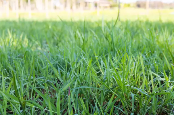 El presupuesto forrajero garantiza el equilibrio entre la oferta de pasto y la demanda del rebaño.