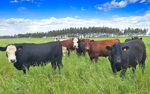 Ganado pastando en un campo verde bajo un cielo azul, destacando prácticas sostenibles en la cadena de la carne que fortalecen la rastreabilidad y abren mercados internacionales.