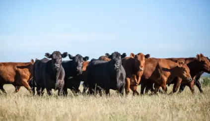 Ganado de carne de la pampa con carne de alta calidad y sabor característico en la vastedad de la pampa.