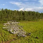 Rebaño de ganado en un área de plantación de árboles, representando prácticas agrícolas que impactan las emisiones de carbono y el medio ambiente.