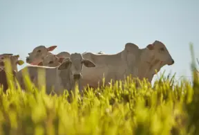 selección genética en la ganadería