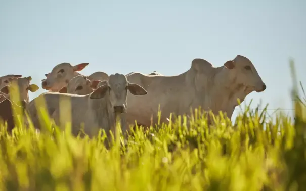 selección genética en la ganadería