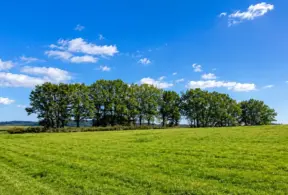 emisiones de la ganadería y densidad nutricional: Paisagem rural com campo verde e fileira de árvores em dia de céu azul e nuvens, transmitindo natureza, sustentabilidade e práticas agropecuárias; emissões de la ganadería y densidad nutricional