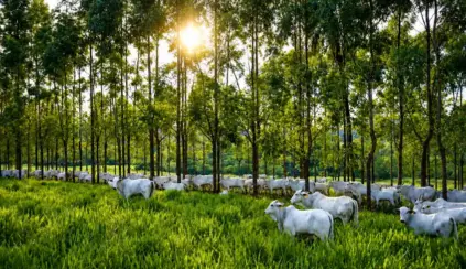 Un rebaño de ganado pastando en una zona verde con árboles al fondo, en un entorno asociado a la ganadería regenerativa y a la gestión sostenible del suelo y la vegetación.