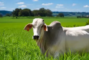 Un buey blanco en un pastizal verde; la imagen se centra en el animal en primer plano con un paisaje rural de fondo, lo que sugiere el monitoreo ambiental y la trazabilidad de la producción agrícola