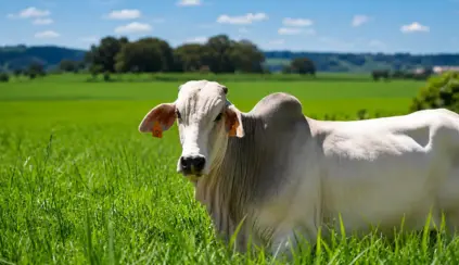 Un buey blanco en un pastizal verde; la imagen se centra en el animal en primer plano con un paisaje rural de fondo, lo que sugiere el monitoreo ambiental y la trazabilidad de la producción agrícola