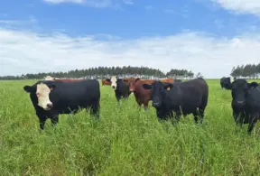 bem-estar animal