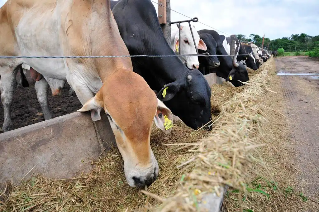 Gados alimentando-se de ração, destacando o papel dos prebióticos e probióticos na saúde intestinal bovina.