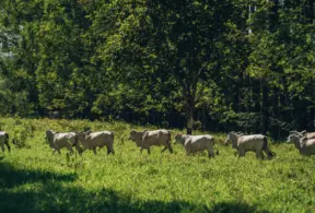 Pecuária bovina brasileira crescendo de forma sustentável com efeito Poupa-Terra, sem pressionar as florestas e promovendo a preservação ambiental.