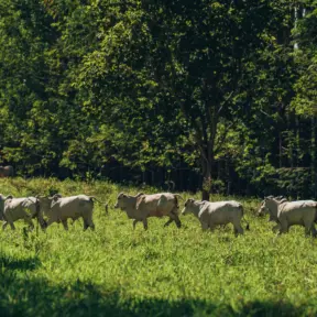 Pecuária bovina brasileira crescendo de forma sustentável com efeito Poupa-Terra, sem pressionar as florestas e promovendo a preservação ambiental.