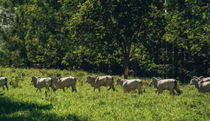 Pecuária bovina brasileira crescendo de forma sustentável com efeito Poupa-Terra, sem pressionar as florestas e promovendo a preservação ambiental.