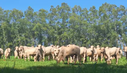 Integração da agropecuária com fazenda de gado nelore, destacando o uso do sistema ILPF - Integração-Lavoura-Pecuária-Floresta para reduzir emissões de carbono