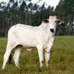 Gado nelore pastando em campo verde, simbolizando a importância da pecuária bovina para garantir renda e segurança alimentar no Zimbábue,