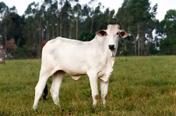 Gado nelore pastando em campo verde, simbolizando a importância da pecuária bovina para garantir renda e segurança alimentar no Zimbábue,