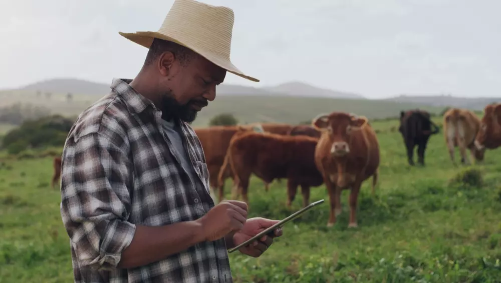 Homem no campo, verificando a saúde de gado bovino em fazenda, destacando a importância da pecuária bovina para garantir renda sustentável aos produtores rurais.