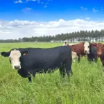 Gados pastando em um campo verde sob céu azul, destacando práticas sustentáveis na cadeia da carne que fortalecem a rastreabilidade e abrem mercados internacionais.