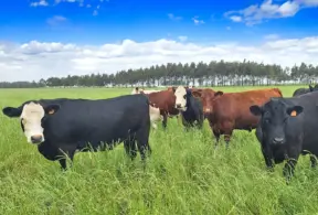 Gados pastando em um campo verde sob céu azul, destacando práticas sustentáveis na cadeia da carne que fortalecem a rastreabilidade e abrem mercados internacionais.